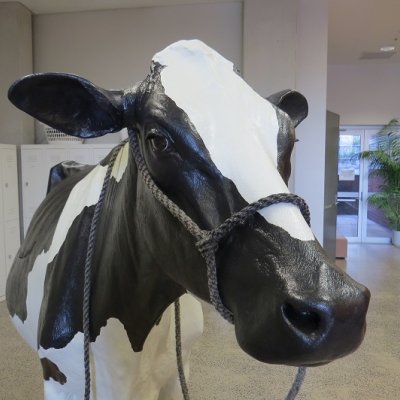 UQ's life-size simulated cow - Mrs O'Leary